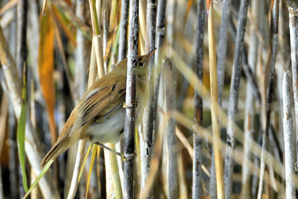 Cannaiola (Acrocephalus scirpaceus)